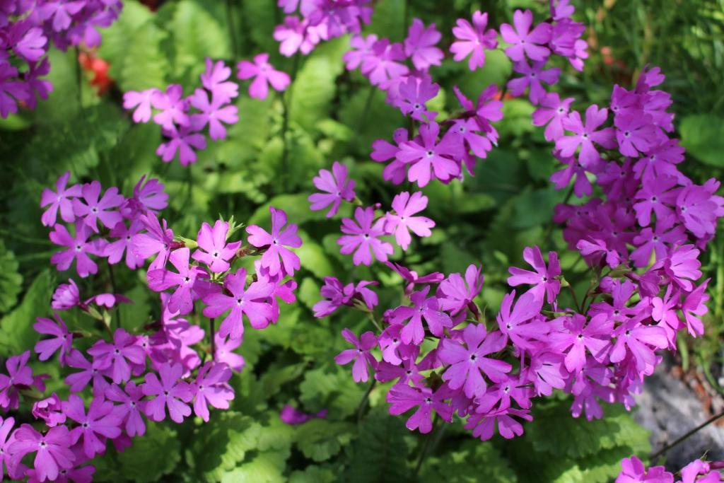 Pension Candytuft Karuizawa Exterior photo